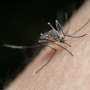 Mosquitoes