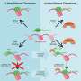 Protein key to cells g