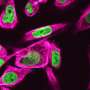 Scientists uncover gra