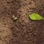 Soil