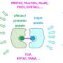 Study cellular protein