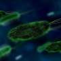 2 microbe