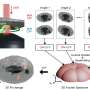 3d video reveals inner