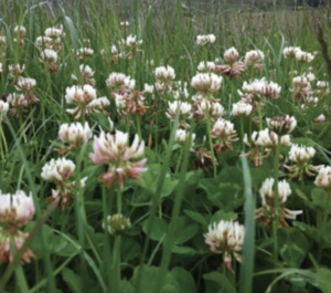 Legumes Rhizobia Resource