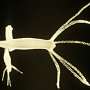A budding hydra under