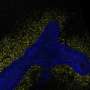 Ai model decodes the l 1