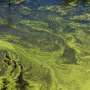 Algae 1