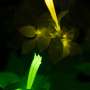 Breakthrough makes glo