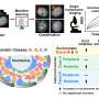 Different transcriptio