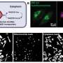 Fluorescent imaging tr