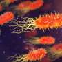 Gut bacteria