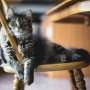 House cat