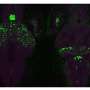 New genetic switch ena