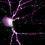 New optogenetic tool i