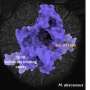 Ntu scientists outsmar