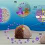 Putting two corals tog