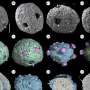 Study hints at a sophi