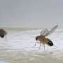 Two fruit flies close